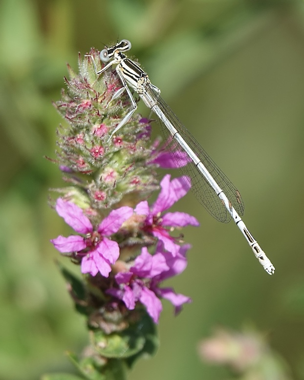 white-legged damselfly